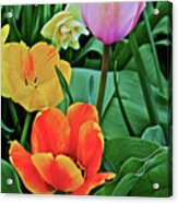 2020 Acewood Tulips Side Yard Acrylic Print