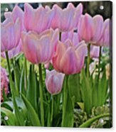 2020 Pink Tulips Spring Welcome Acrylic Print