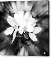 2021 Black And White Apple Blossom Zoom Blur Photograph Acrylic Print