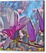 2022 Vernon Magnolia Neighbor 2 Acrylic Print