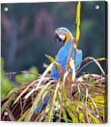 Blue And Yellow Macaw Doncello Caqueta Colombia #3 Acrylic Print