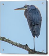 Blue Heron #3 Acrylic Print