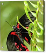 Butterfly Red Markings On Black #3 Acrylic Print