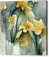 Daffodils #3 Acrylic Print