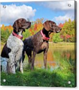 German Shorthaired Pointers Acrylic Print