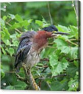 Green Heron #3 Acrylic Print