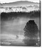 Morning Fog #1 Acrylic Print