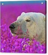 Polar Bear In Tundra Fireweed #3 Acrylic Print