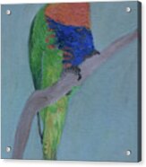 Rainbow Lorikeet #3 Acrylic Print