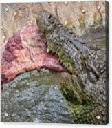Saltwater Crocodile Eating #3 Acrylic Print