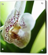 Spotted Orchid Flower #3 Acrylic Print