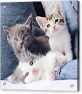 3 Wise Kitties Acrylic Print