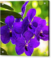 Purple Orchid Flowers #32 Acrylic Print
