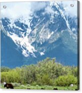 399 And 4 Cubs In Grand Teton National Park Acrylic Print