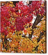 Autumn Leaves #4 Acrylic Print