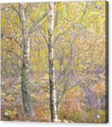 Autumn With Bilberries, Bracken And Silver Birch Trees #4 Acrylic Print