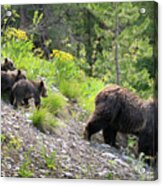 4 Cubs With Mama Grizzly Bear #399 Acrylic Print
