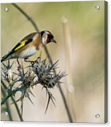 European Goldfinch Carduelis Carduelis Costa Ballena Cadiz #4 Acrylic Print