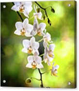 White Orchid Flowers #4 Acrylic Print