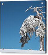 Winter Landscape In Snowy Mountains. Frozen Snowy Lonely Fir Trees Against Blue Sky. Acrylic Print