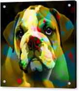 Bulldog #5 Acrylic Print