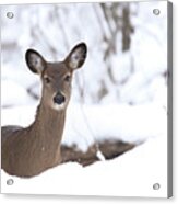 Whitetail Deer #52 Acrylic Print