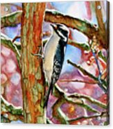 #546 Woodpecker #546 Acrylic Print