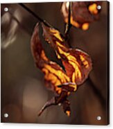Nature Photography - Fall Leaves Acrylic Print