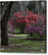 Pillars Of Time - Magnolia Plantation And Gardens Acrylic Print