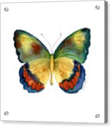 67 Bagoe Butterfly Acrylic Print