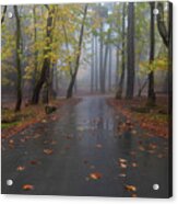 Autumn Landscape With Trees And Autumn Leaves On The Ground After Rain Acrylic Print