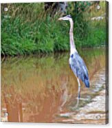 Blue Heron On The East Verde River Acrylic Print