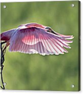 Shadow On My Pink Feathers Acrylic Print