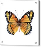 76 Viceroy Butterfly Acrylic Print