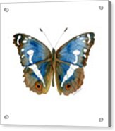 78 Apatura Iris Butterfly Acrylic Print