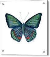 82 Bellona Butterfly Acrylic Print