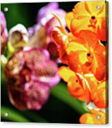Spotted Orchid Flowers #9 Acrylic Print