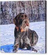 A Beautiful Czech Dog Named Cesky Fousek Relaxing On The Snow And Waiting For Some Actions On Meadow. A Hunting Dog In Real Acrylic Print