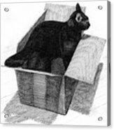 A Black Cat In A Box With His Head And Tail Out Of The Box Acrylic Print
