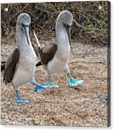 A Blue-footed Booby Pair In A Mating Dance Acrylic Print