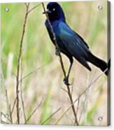 A Boat Tailed Grackle Holding On Acrylic Print