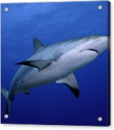A Close-up Of A Dangerous Reef Shark Acrylic Print