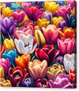 A Dense And Colorful Array Of Tulips In Full Bloom Acrylic Print