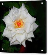 A Different White Rose Acrylic Print