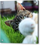 Cat Head Looking From Behind Her Paws And Look Right To Camera. Acrylic Print