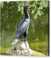 A Double-crested Cormorant Rests On A Rock In The Florida Evergl Acrylic Print