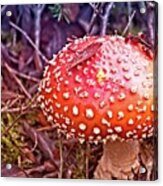 A Fungus Among Us Acrylic Print