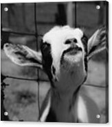 A Goat's Smile Acrylic Print