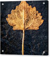 A Golden Leaf On Black Asphalt Acrylic Print