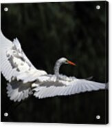 A Great Egret In Flight Acrylic Print